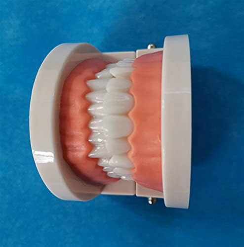 GDYJP Зубоврачебная модел на зъбите,Инструкции проучване Почистване на Зъбите Модел Инструменти с четка за зъби Обучение се Прилага и за мъже и жени и не е трудно (раз